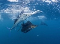 программа Охота: В Индийском океане 1 серия