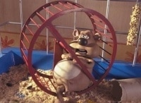 В-мире-животных