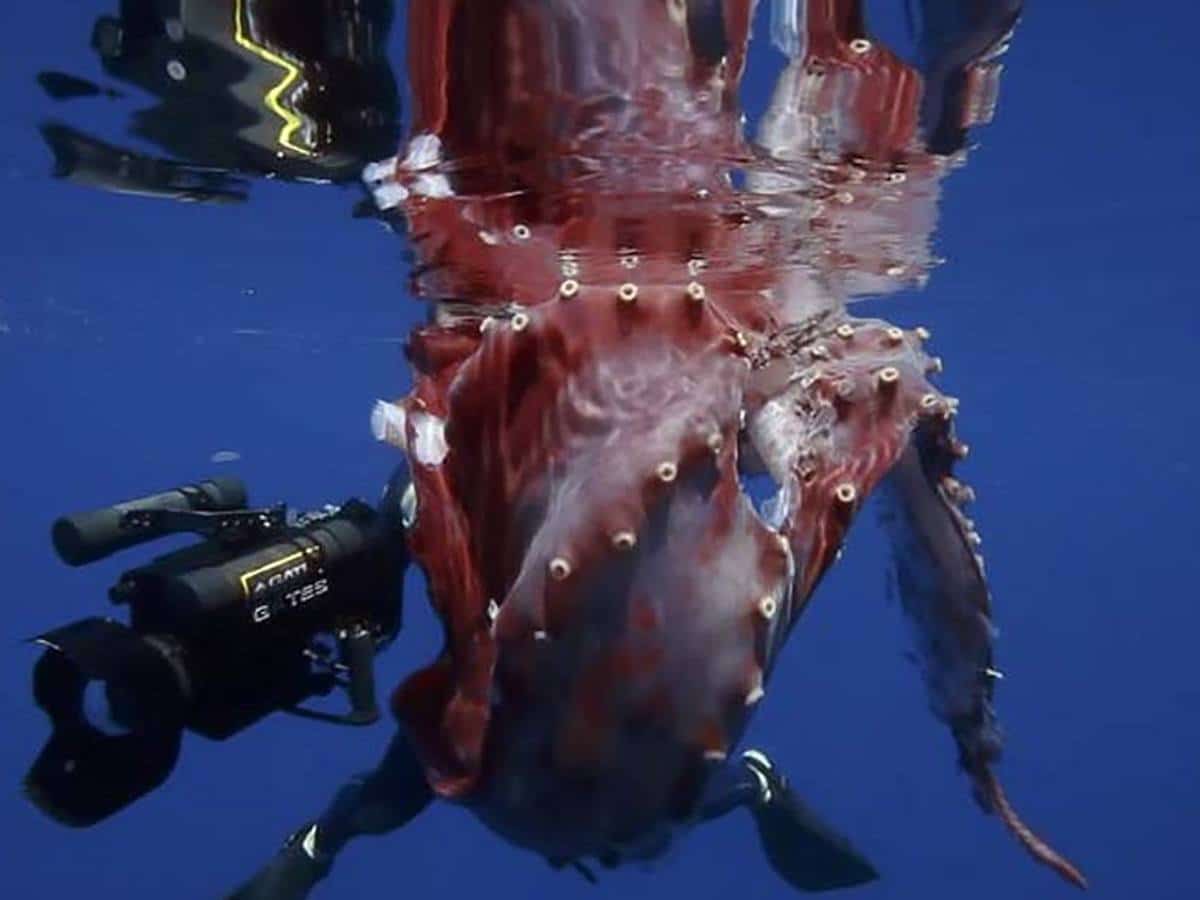 В-поисках-гигантского-осьминога