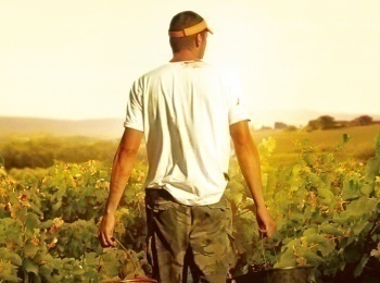 Vendanges