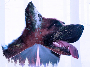 программа Любимое кино: Верный