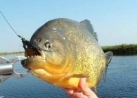 программа Russian Travel Guide (RTG): Весенняя рыбалка на Нижней Волге