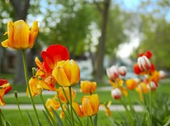 программа Доктор: Видим ли мы одно и то же?