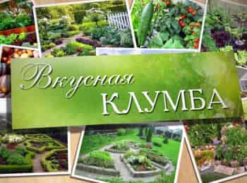 Вкусная-клумба-Лекарственные-растения-в-саду
