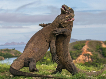 программа Культура: Водный мир острова Комодо Великие мореплаватели и убежденные домоседы