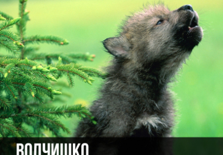 кадр из фильма Волчишко