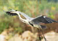 программа Russian Travel Guide (RTG): Волжская колония серых цапель