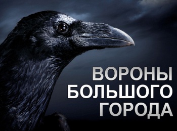 программа Культура: Вороны большого города