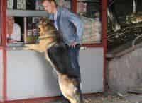 Возвращение-Мухтара-2-Бизнес-по-русски