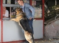 Возвращение-Мухтара-2-Недоразумение-с-персиками,-Без-вины-виноватый