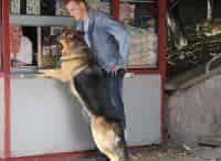 Возвращение-Мухтара-2-Раритет