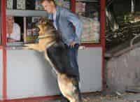 Возвращение-Мухтара-2-В-свободном-плавании-Гипотеза