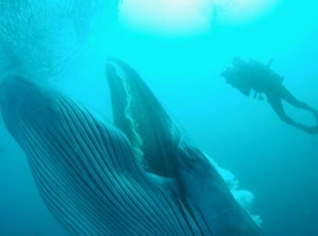 программа National Geographic: Хищники Африки Гигантские убийцы