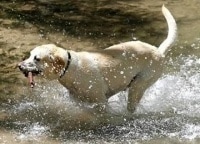 программа Охота: Я и моя собака 6 серия