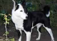 программа Охота: Я и моя собака 9 серия