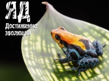 Яд-Достижение-эволюции-Яд-и-стратегия-выживания