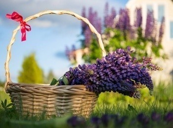 Загородные-премудрости-Как-преобразить-вид-из-окна
