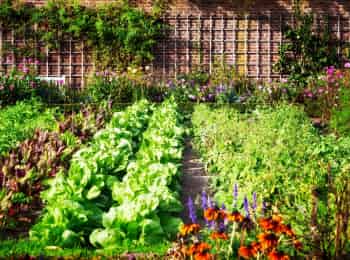 Зарядка-на-грядке-Расслабляющий-комплекс-Пряный-смузи