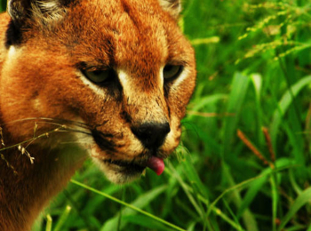 Здравствуй,-мир!-Стивен-Тайлер-представляет:-Дикое-лето