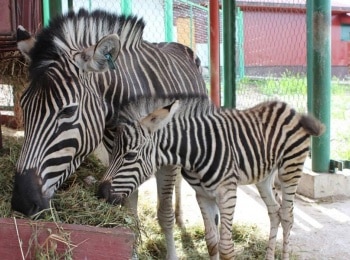 программа Первый вегетарианский: Зебра