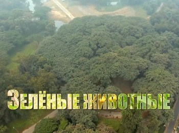 программа Культура: Зеленые животные Опыление и размножение