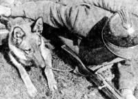 программа Центральное телевидение: Животные на войне