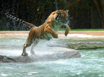 программа Пятница: Животные в движении Полюсы