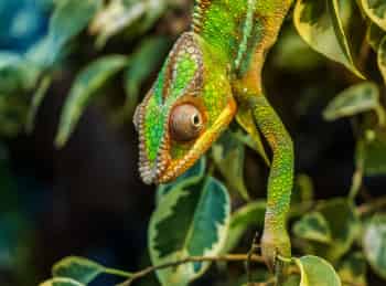 программа Культура: Животные защищаются! Костюм имеет значение