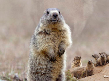 программа Культура: Жизнь сурка