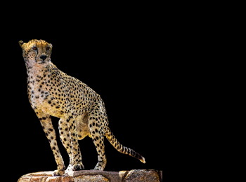 программа Телеканал О!: Зоомания