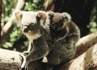 программа Здоровое ТВ: Зоотерапия 11 серия