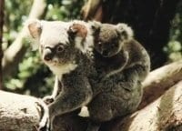 программа Здоровое ТВ: Зоотерапия 2 серия