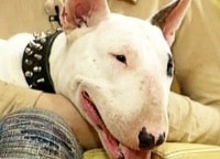 Зверский-обман