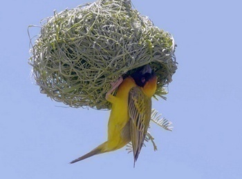 программа 360 Подмосковье: Зверята работяги 8 серия