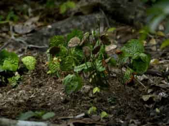 À-la-reconquête-des-forêts-Tasmanie,-le-sauvetage-des-derniers-géants