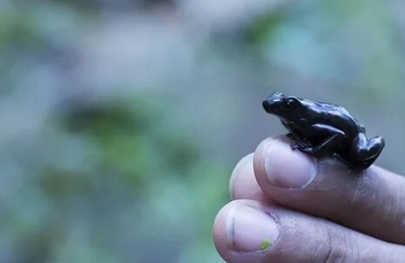72 Dangerous Animals: Latin America кадры 72 Dangerous Animals: Latin America кадры