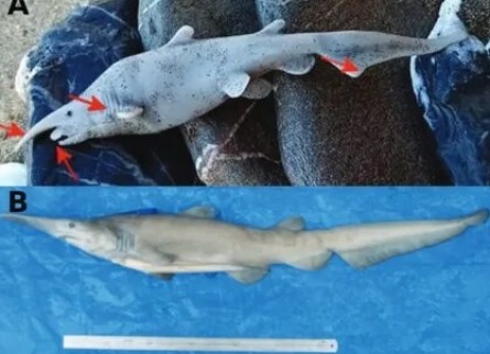 Акулы Средиземного моря кадры Акулы Средиземного моря кадры