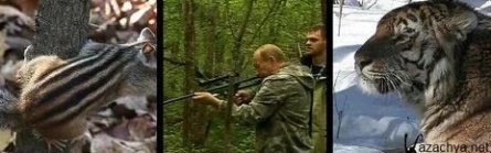 Амурский тигр в третьем тысячелетии кадры Амурский тигр в третьем тысячелетии кадры