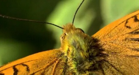 Бабочки: британская страсть кадры