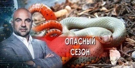 Баженов составляет чарт-лист представителей фауны кадры
