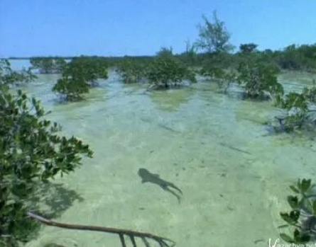 BBC: Акулы. Поле битвы кадры