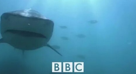 BBC: Акулы. Поле битвы кадры