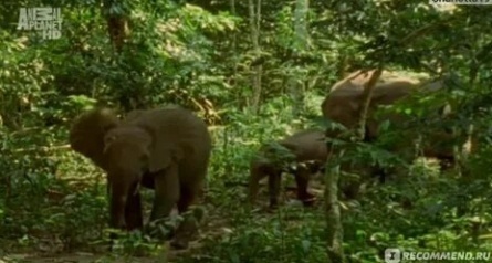 BBC: Дикая Африка кадры
