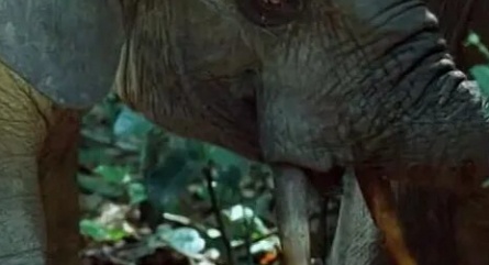 BBC: Дикая Африка кадры