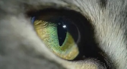 BBC. Кошачьи тайны кадры BBC. Кошачьи тайны кадры