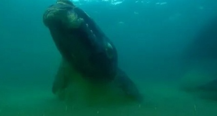 BBC: Морские гиганты кадры BBC: Морские гиганты кадры