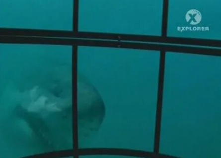 BBC: Прогулки с морскими чудовищами кадры