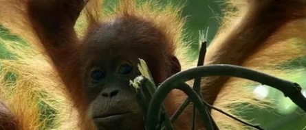 BBC: Жизнь кадры BBC: Жизнь кадры