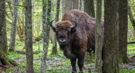 Беловежская пуща кадры