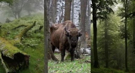 Беловежская пуща кадры